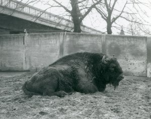 Ein Europäischer Bison im Londoner Zoo, 1927