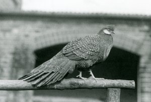 Ein männlicher Grauer Pfauenfasan steht 1931 auf seiner Stange im Londoner Zoo (s/w Foto) von Frederick William Bond