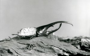 Ein männlicher Herkuleskäfer ruht auf Rinde im Londoner Zoo von Frederick William Bond