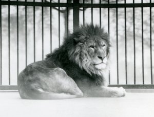 Ein männlicher Löwe ruht in seinem Gehege im Londoner Zoo im März 1925 von Frederick William Bond