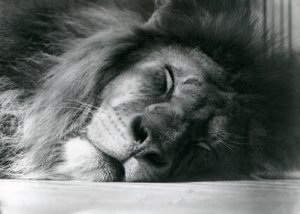 Ein männlicher Löwe schläft in seinem Gehege im Londoner Zoo 1924