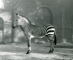 Ein männliches Bergzebra x Hartmanns Bergzebra steht in seinem Gehege im Londoner Zoo, September 1927 von Frederick William Bond