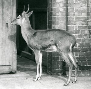 Ein männlicher Südlicher Schilfbock steht an der Tür des Antilopenhauses, Londoner Zoo, 6. Oktober 1927