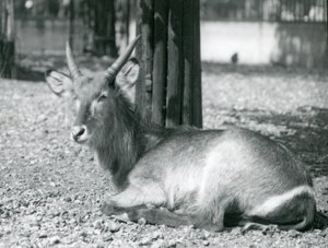 Ein männlicher Wasserbock, Kobus ellipsiprymnus, sitzt in seinem Gehege im London Zoo, 1920er Jahre von Frederick William Bond