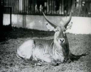 Ein männlicher Wasserbock, der im Gras in seinem Gehege im Londoner Zoo 1928 liegt von Frederick William Bond