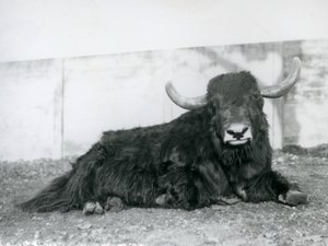 Ein männlicher Yak, der in seinem Gehege im Londoner Zoo 1928 liegt