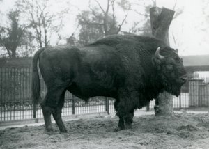 Ein männlicher Europäischer Bison steht auf dem Gras in seinem Gehege. Londoner Zoo, Oktober 1927. Die gefährdeten Europäischen Bisons sind auch als Wisent oder Europäischer Waldbison bekannt.