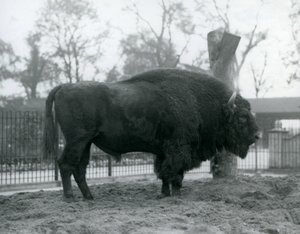 Ein männlicher Europäischer Bison steht auf dem Gras in seinem Gehege. Londoner Zoo, Oktober 1927. Die gefährdeten Europäischen Bisons sind auch als Wisent oder Europäischer Waldbison bekannt.