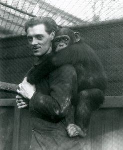 Ein Mann trägt Schimpansin Sally auf seinem Rücken, London Zoo, 1924 von Frederick William Bond