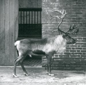 Ein ausgewachsener Rentierhirsch steht in seinem Gehege im Londoner Zoo im Jahr 1925