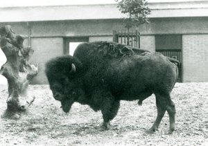 Ein gefährdeter Amerikanischer Bisonbulle, stehend in seinem Gehege, Londoner Zoo, 1927