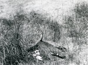 Eine fast bedrohte Arabische Trappe, die ihre Flügel ausbreitet, nahe am Boden, in einem Grasbüschel, Londoner Zoo, Juli 1925 von Frederick William Bond