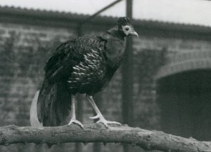 Ein fast bedrohter Viellots Feuerback im Londoner Zoo, 1927 von Frederick William Bond