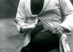 Ein neugeborenes Löwenjunges wird von seinem Wärter mit der Flasche gefüttert, Londoner Zoo, 1923 von Frederick William Bond