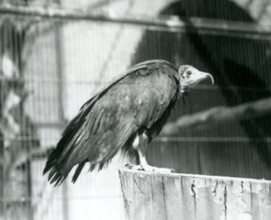 Ein heute kritisch gefährdeter Kapgeier auf einem Baumstamm, Londoner Zoo, September 1925 von Frederick William Bond