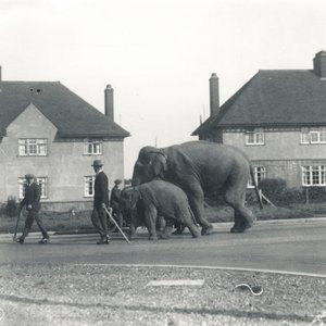 Ein Paar indische Elefanten, die von Tilbury nach ZSL Whipsnade gehen von Frederick William Bond