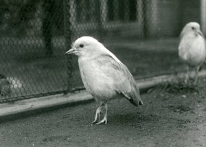 Ein Paar Kagus, oder Cagous, steht auf dem Boden ihres Geheges im Londoner Zoo, 1927