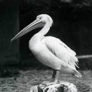 Ein Pelikan auf einem Baumstumpf im Londoner Zoo im September 1925 von Frederick William Bond