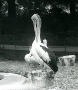 Ein Pelikan, der auf einem Baumstumpf steht und seinen Hals putzt, Londoner Zoo, September 1925