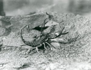 Ein Skorpion im Londoner Zoo, 1929 (s/w Foto) von Frederick William Bond