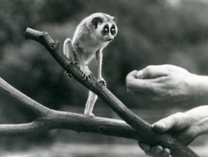 Ein Schlanklori auf einem Ast, gehalten von einem Pfleger, Londoner Zoo, August 1926