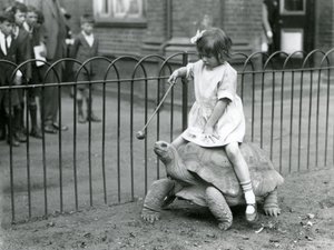 Ein kleines Mädchen, Betty, hält einen Stock mit einem Apfel, um die Riesenschildkröte zu führen, auf der sie reitet, Londoner Zoo, 1924 von Frederick William Bond