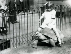 Ein kleines Mädchen, Betty, hält einen Stock mit einem Apfel, um die Riesenschildkröte zu führen, auf der sie reitet, Londoner Zoo, 1924 von Frederick William Bond