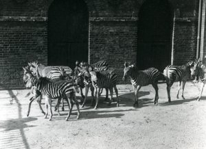 Eine kleine Herde von Chapmans Zebras im Londoner Zoo im Jahr 1924