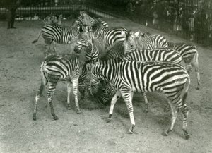 Eine kleine Herde von Chapmans Zebras, einschließlich Jungtiere, London Zoo, 1923