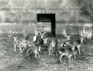 Eine kleine Herde Mufflons im Londoner Zoo im November 1926