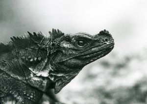 Ein gefährdeter Segelflossenleguan im Londoner Zoo 1928 von Frederick William Bond