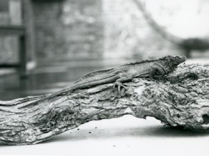 Ein gefährdeter Segelflossenleguan ruht auf einem Baumstamm im Londoner Zoo 1928 von Frederick William Bond
