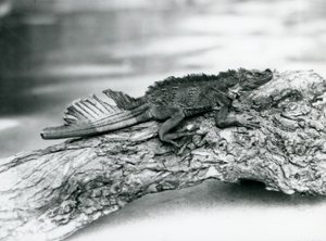 Ein gefährdeter Segelflossen-Leguan mit beschädigtem Schwanz ruht auf einem Baumstamm im London Zoo im Jahr 1929 (s/w Foto) von Frederick William Bond