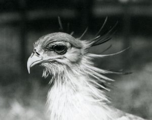Ein verletzlicher Sekretärvogel im Londoner Zoo im Jahr 1928 (s/w Foto) von Frederick William Bond
