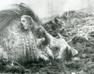 Ein Warzenschwein im Schlamm im Londoner Zoo, 1927