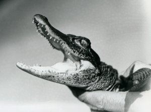 Ein junger Alligator, der um den Hals seines Pflegers gehalten wird, London Zoo, August 1928 (s/w Foto) von Frederick William Bond