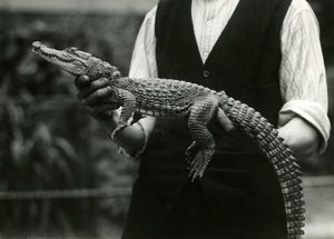 Ein junger amerikanischer Alligator, gehalten von seinem Wärter, Londoner Zoo, 1924 von Frederick William Bond