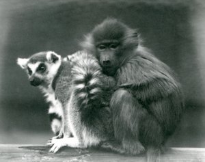 Ein junger Pavian kuschelt sich an einen Katta auf einem Balken, London Zoo, 1925