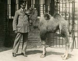 Ein junger Baktrischer Kamel, das in der Menagerie geboren wurde, mit seinem Pfleger, London Zoo