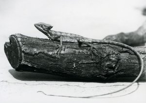 Ein junger Basilisk auf einem Baumstamm im Londoner Zoo im August 1928 von Frederick William Bond