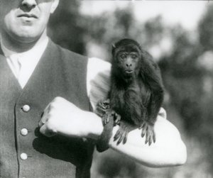 Ein junger Schwarzer Brüllaffe sitzt auf dem Arm eines Mannes mit seinem Greifschwanz um dessen Handgelenk gewickelt, Londoner Zoo, 1923 von Frederick William Bond