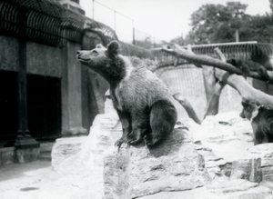 Ein junger Braunbär sitzt auf einem Felsen im Vordergrund, ein anderer läuft dahinter und ein dritter schläft auf einem Ast, Londoner Zoo, August 1913 von Frederick William Bond