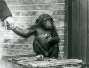Ein junger Schimpanse hält die Hand eines Wärters, während er auf einer Holzkiste sitzt, Londoner Zoo, Juni 1926