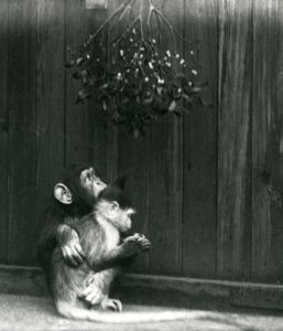 Ein junger Schimpanse legt seinen Arm um einen Mangabe unter Mistelzweigen, London Zoo, Dezember 1924 von Frederick William Bond