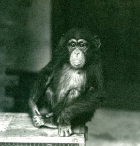 Ein junger Schimpanse sitzt auf einer Holzkiste im London Zoo, 1924