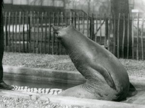 Ein junger Elefantenrobbe, der sich rückwärts streckt, London Zoo von Frederick William Bond