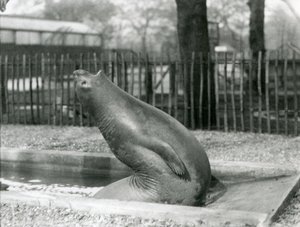 Ein junger Elefantenrobbe, der sich rückwärts streckt, London Zoo von Frederick William Bond