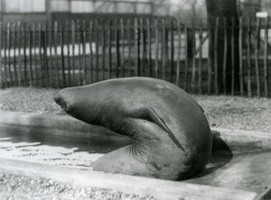 Ein junger See-Elefant, der sich rückwärts streckt, London Zoo von Frederick William Bond