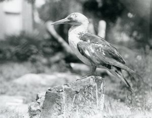 Ein junger Basstölpel auf einem Baumstumpf im Londoner Zoo, 1929 (s/w Foto) von Frederick William Bond