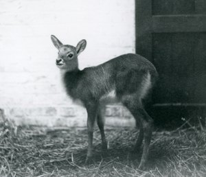Ein junger Lechwe, der auf Heu steht, London Zoo, Januar 1926